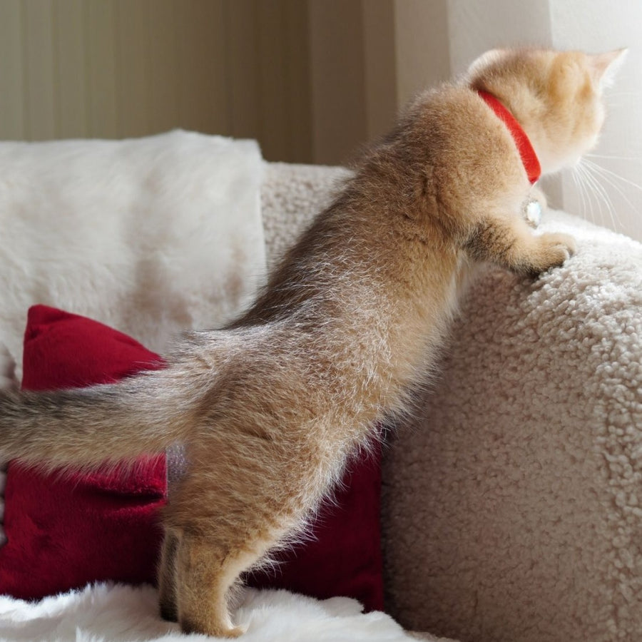 Valentine British Shorthair male, chocolate golden ticked tabby