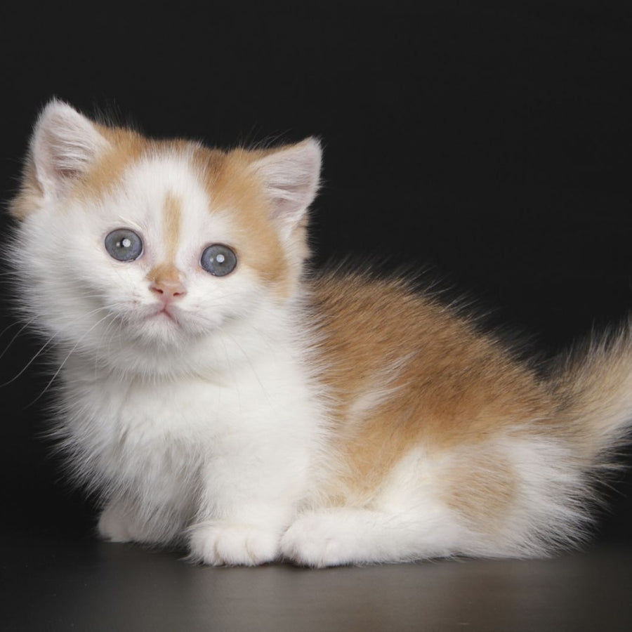Velcro Munchkin male, black golden shaded bicolour
