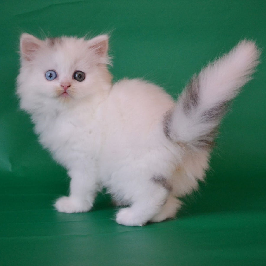 Oscar Scottish Straight male, black silver tabby van