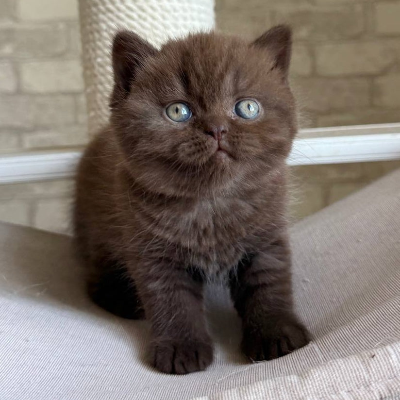Bruno British Shorthair male, chocolate