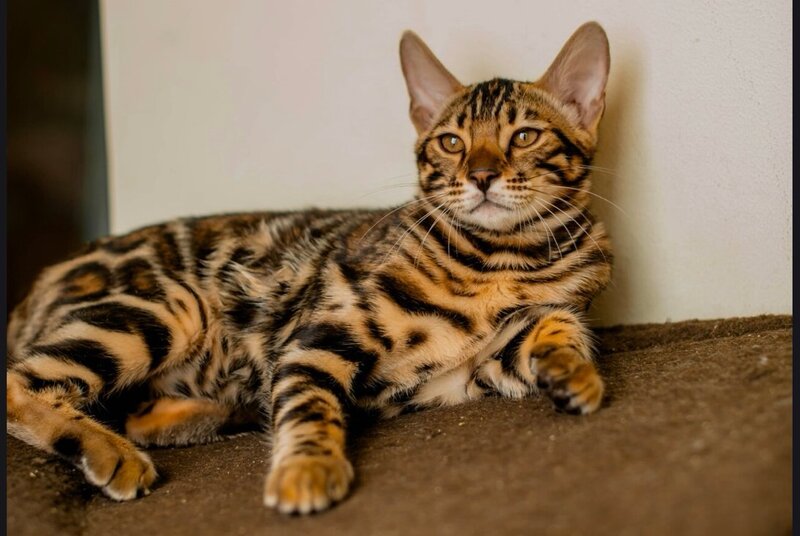 Archi Bengal male, black spotted tabby