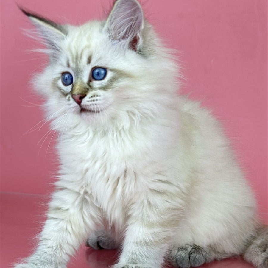 Bastian Siberian male, seal tabby pointed