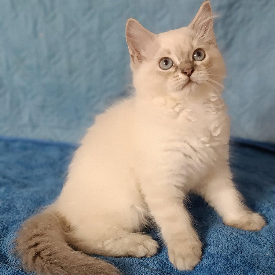 Duglas Siberian male, blue tabby pointed