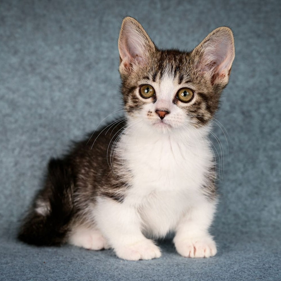 Klepa Munchkin female, black spotted tabby bicolour