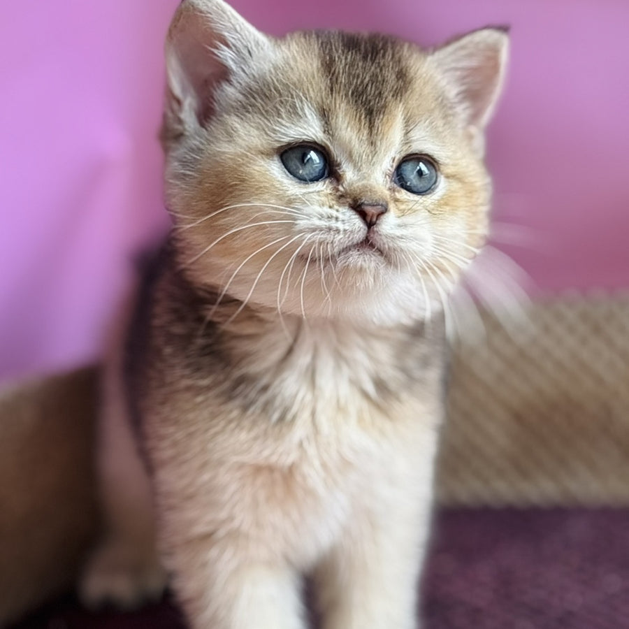 Sisi British Shorthair male, black golden ticked tabby