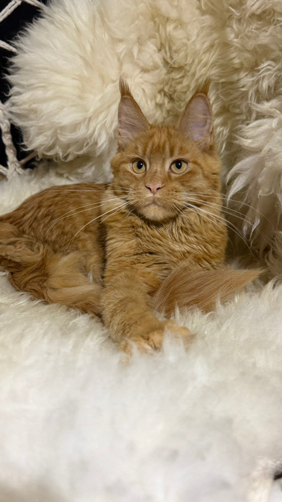 Foxy Maine Coon female, red