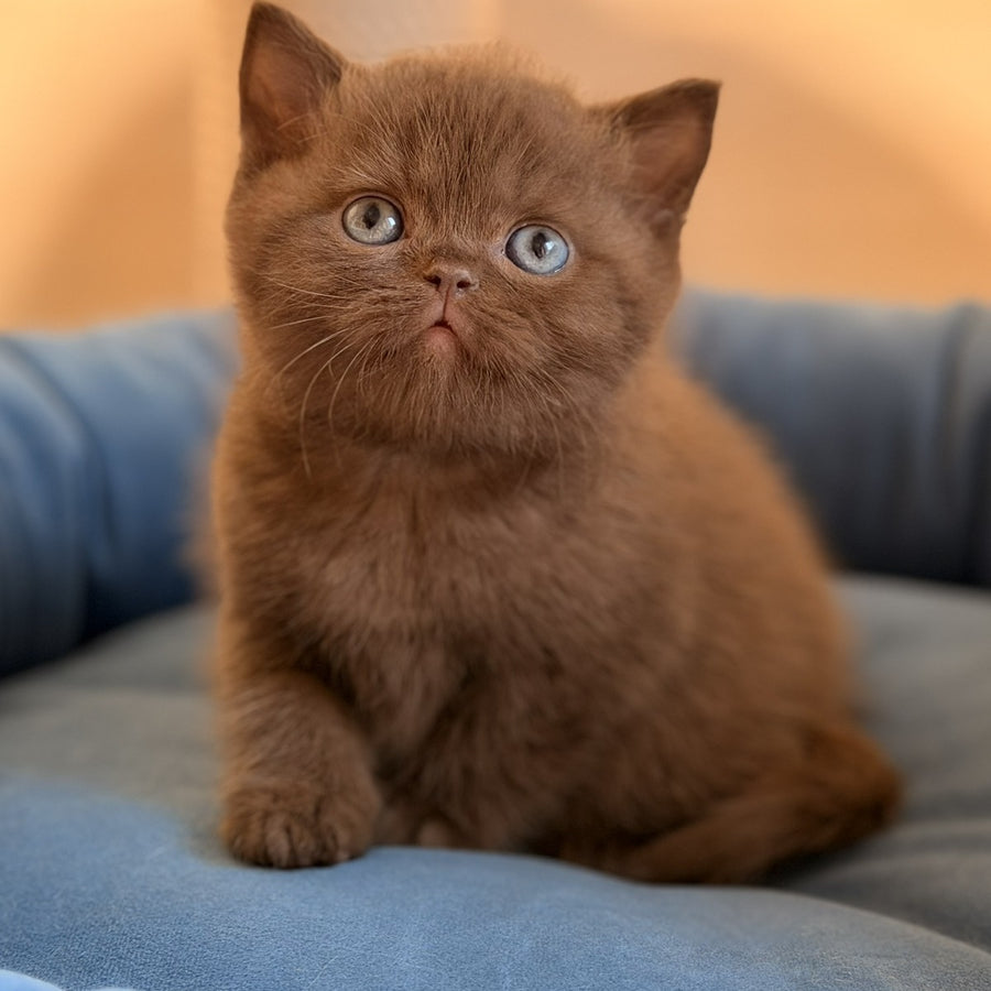 Asher British Shorthair male, chocolate