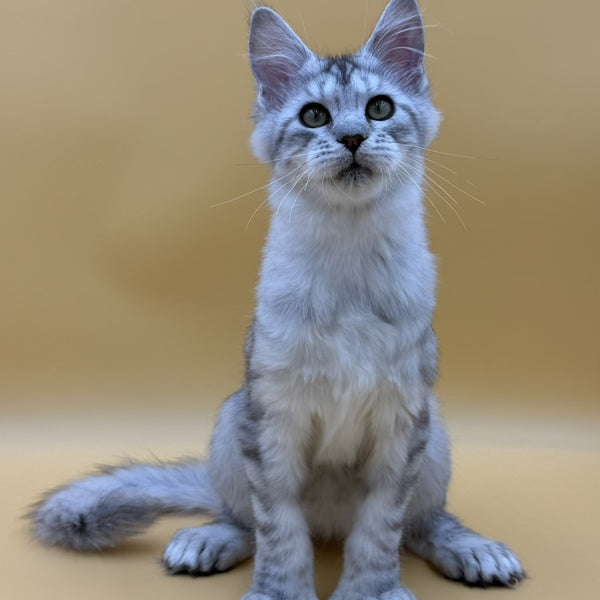 Michelina Maine Coon polydactyl 6x6x6x6 female, black silver spotted tabby