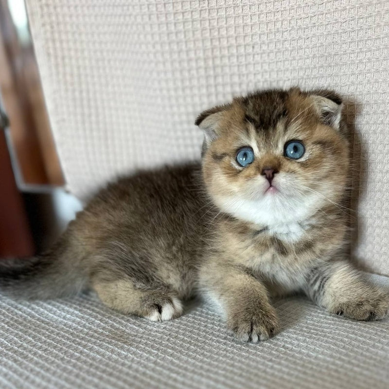 Martin Scottish Fold male, black golden ticked tabby with white