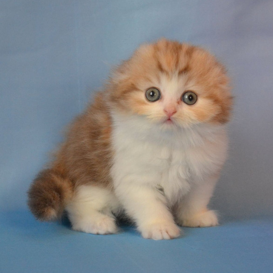 Rose Scottish Fold female, black tortie silver tabby bicolour