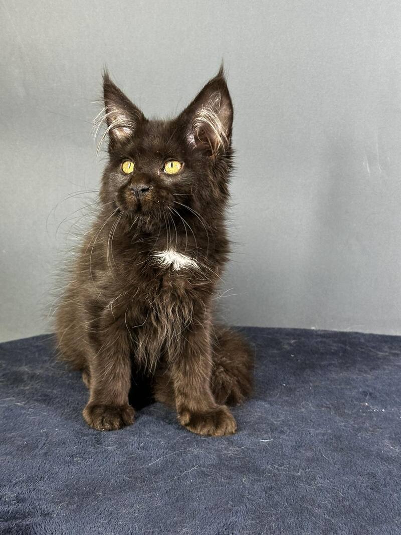 Gucci Maine Coon female black with white - live animals