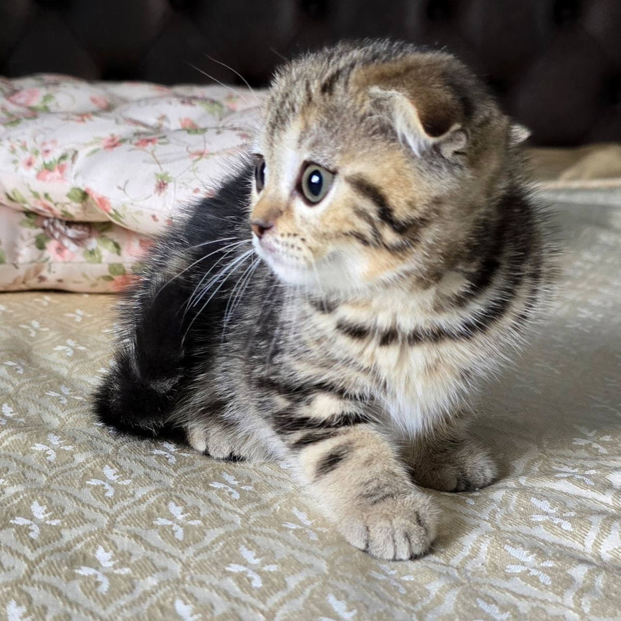 Djuliet Scottish Fold female, black tabby