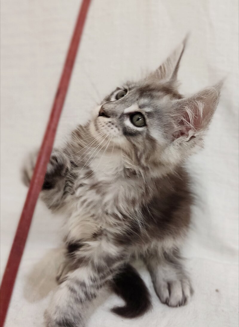 Dzheyk Maine Coon male, black silver tabby