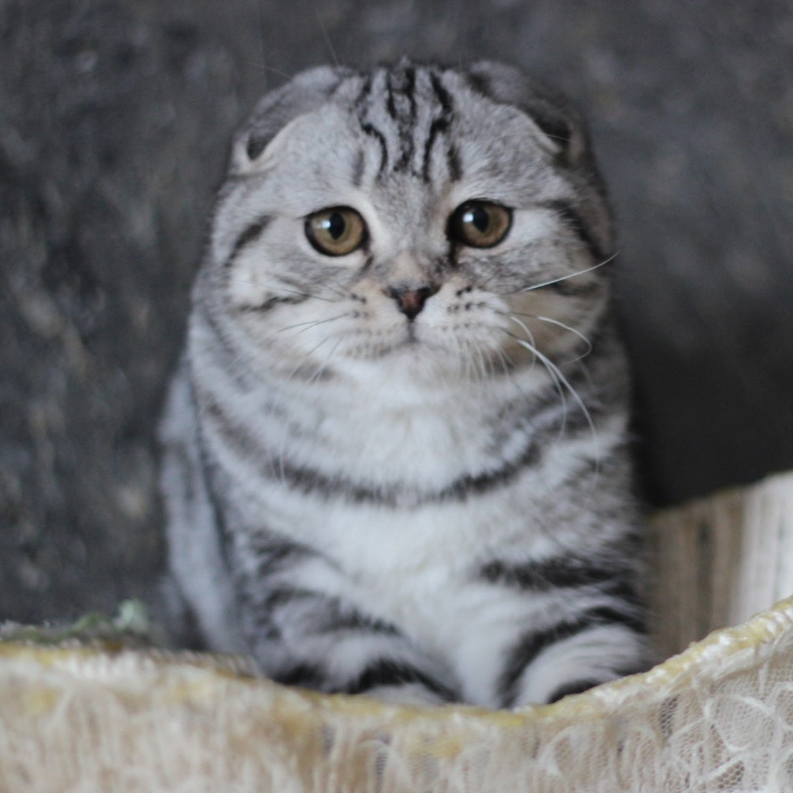 Jakline Scottish Fold female, black silver tabby