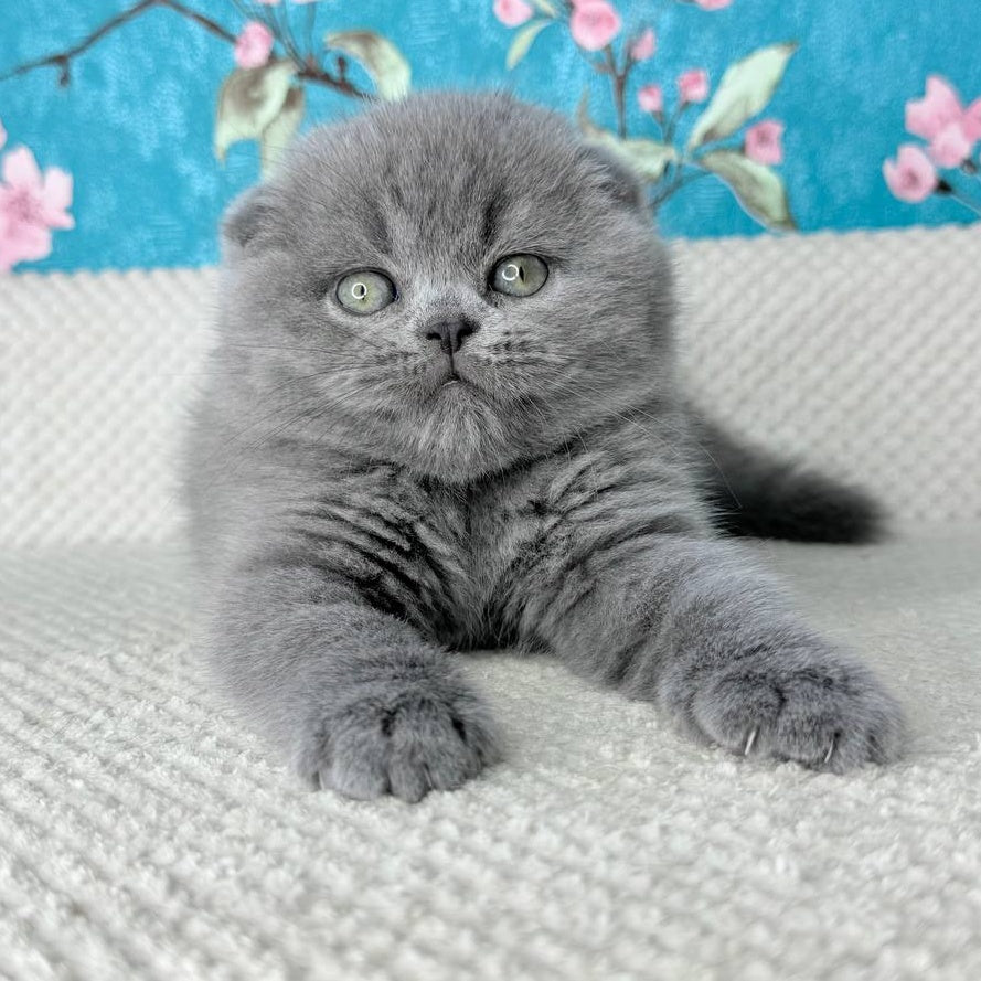 Kevin Scottish Fold male, blue