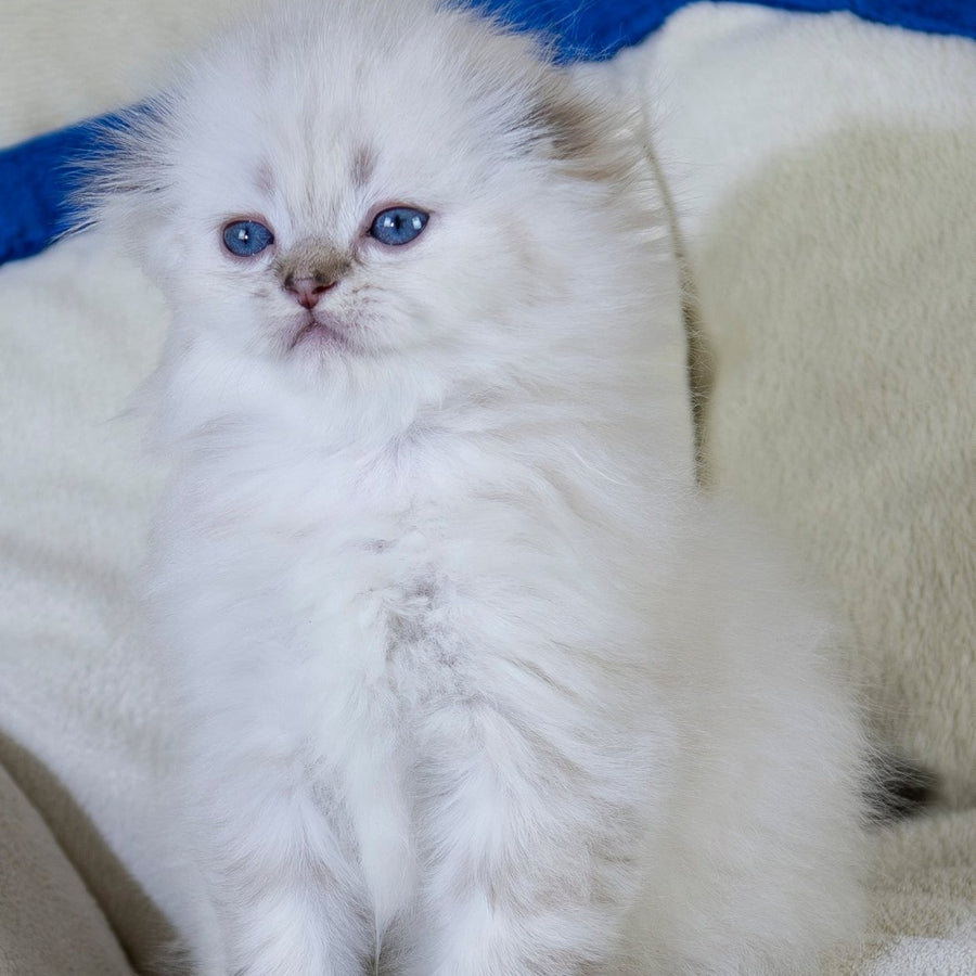 Candy Scottish Fold female, black silver tabby pointed
