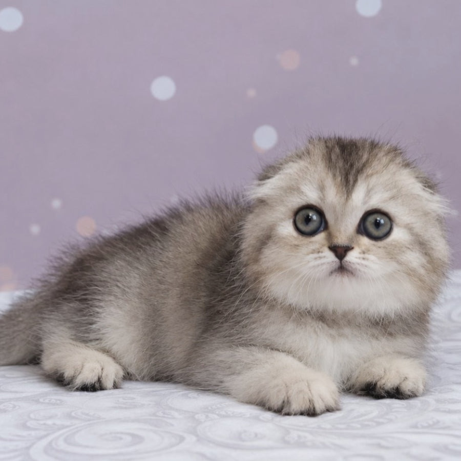 Peony Scottish Fold female, black tortie silver ticked tabby