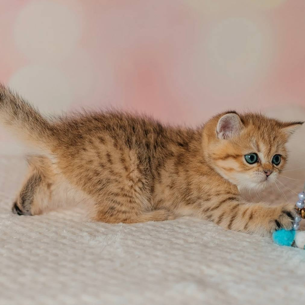 Glroia Scottish Straight female, black golden spotted tabby