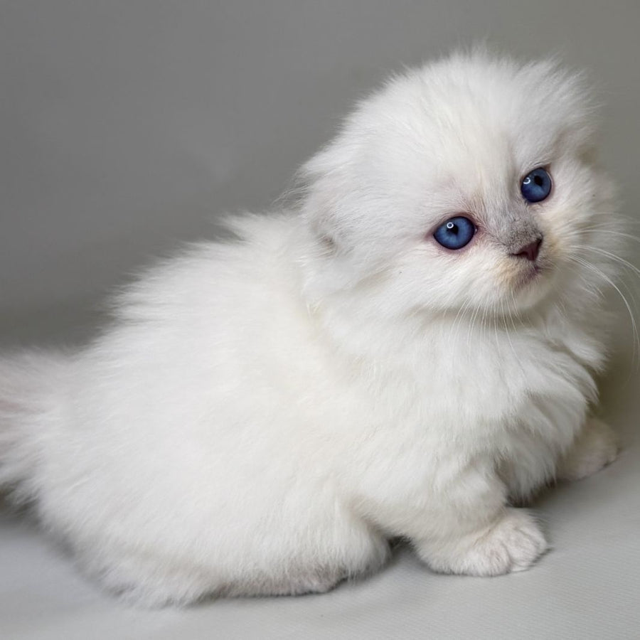 Stormy Munchkin female, blue shaded pointed