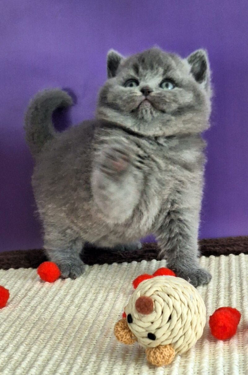 Jeremina British Shorthair female blue - live animals