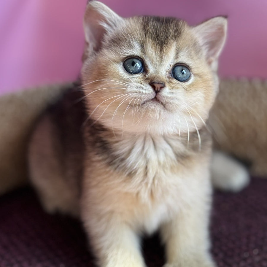 Sisi British Shorthair male, black golden ticked tabby