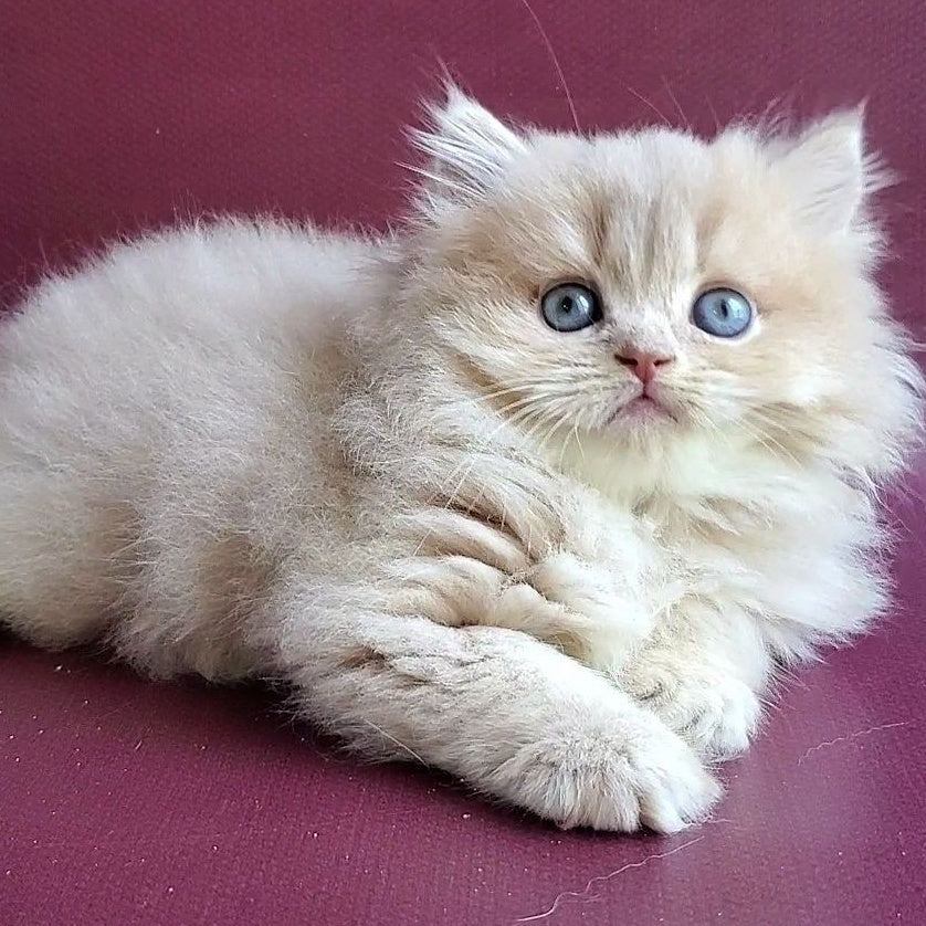 Archi British Longhair male, lilac golden shaded