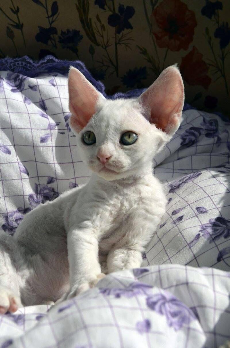 Charlie Devon Rex female, white