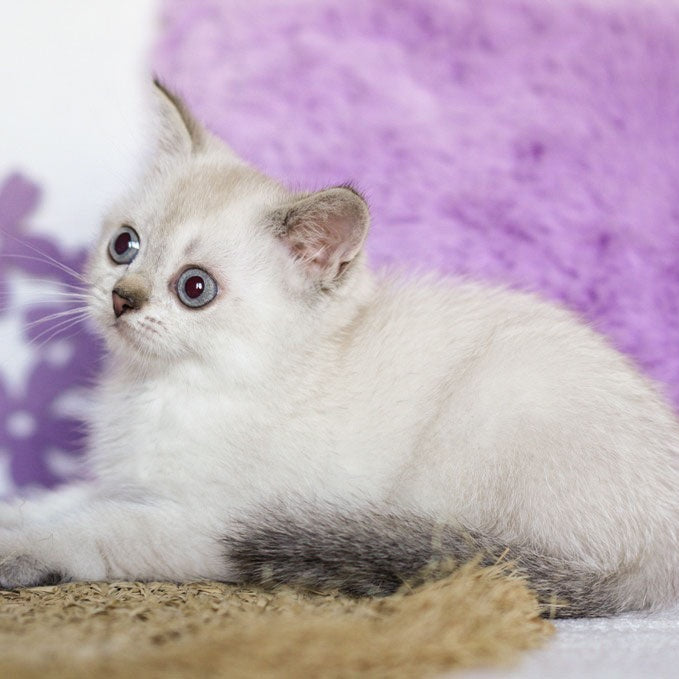 Uiliam Scottish Straight male, black ticked tabby pointed