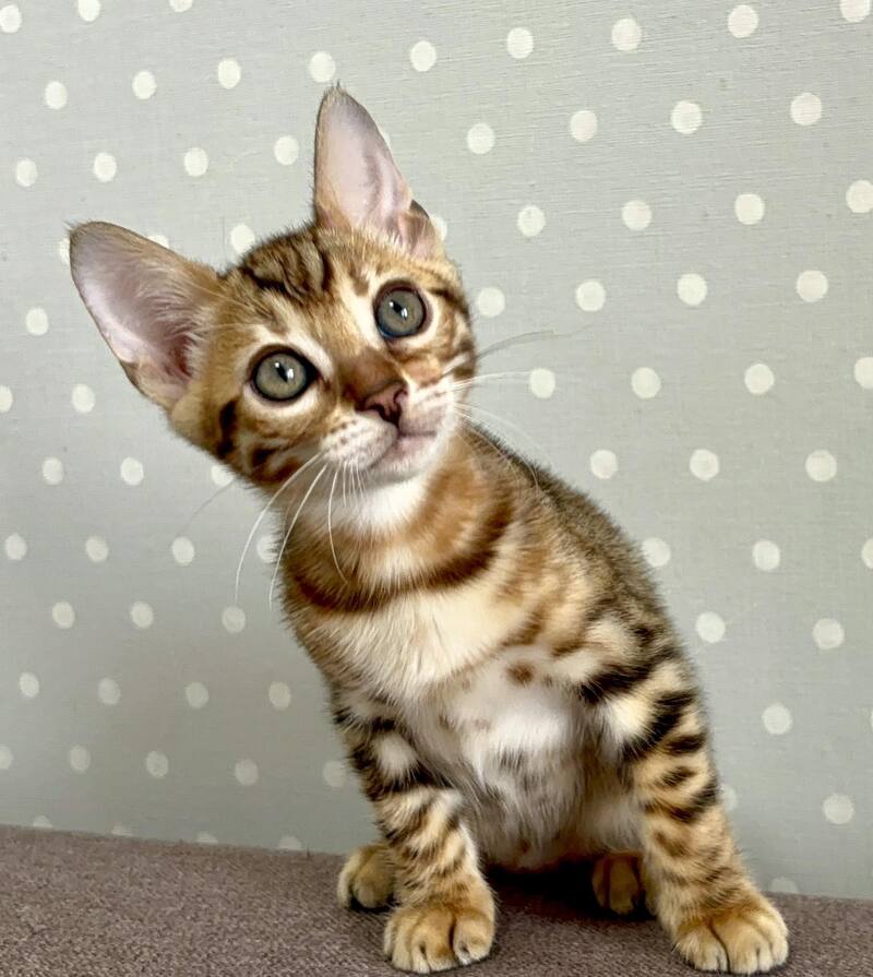 Texas Bengal male black spotted tabby - live animals