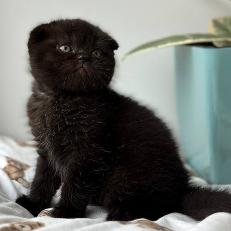 Nana Scottish Fold female, black