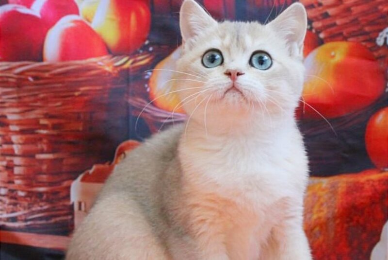 Sofi British Shorthair female, blue golden shaded