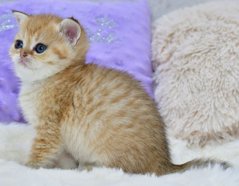 Eva British Shorthair female, black golden spotted tabby