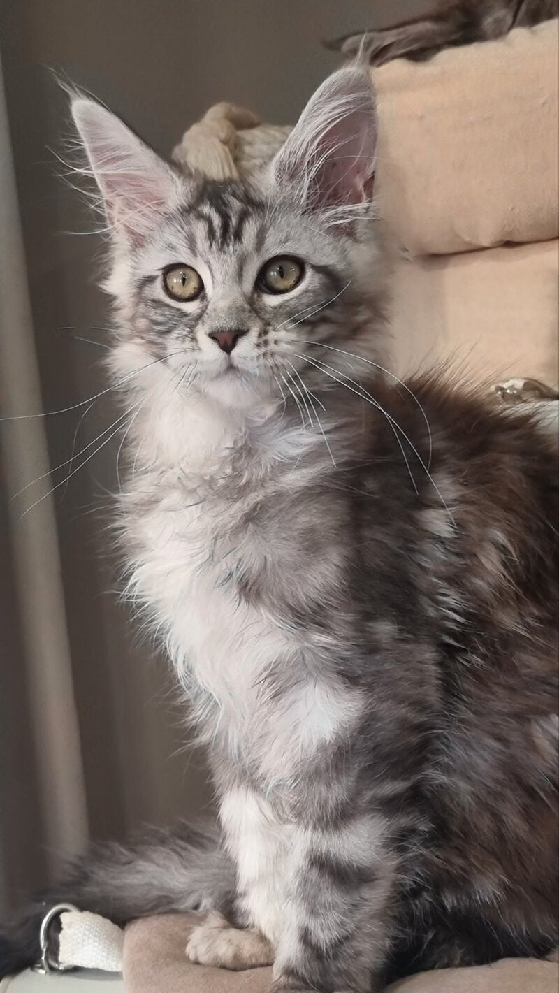 Clinta Maine Coon female black silver tabby - live animals