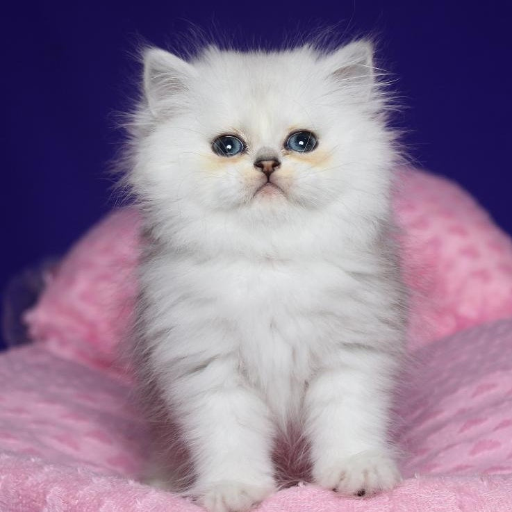 Harry Persian male, black silver shaded
