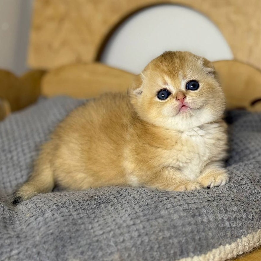 Nils Scottish Fold male, black golden chinchilla