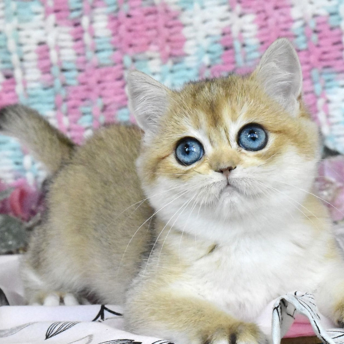 Harisma British Shorthair female, black golden shaded