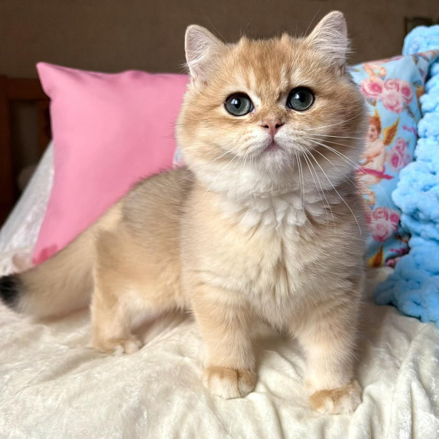 Simba British Shorthair male, black golden chinchilla