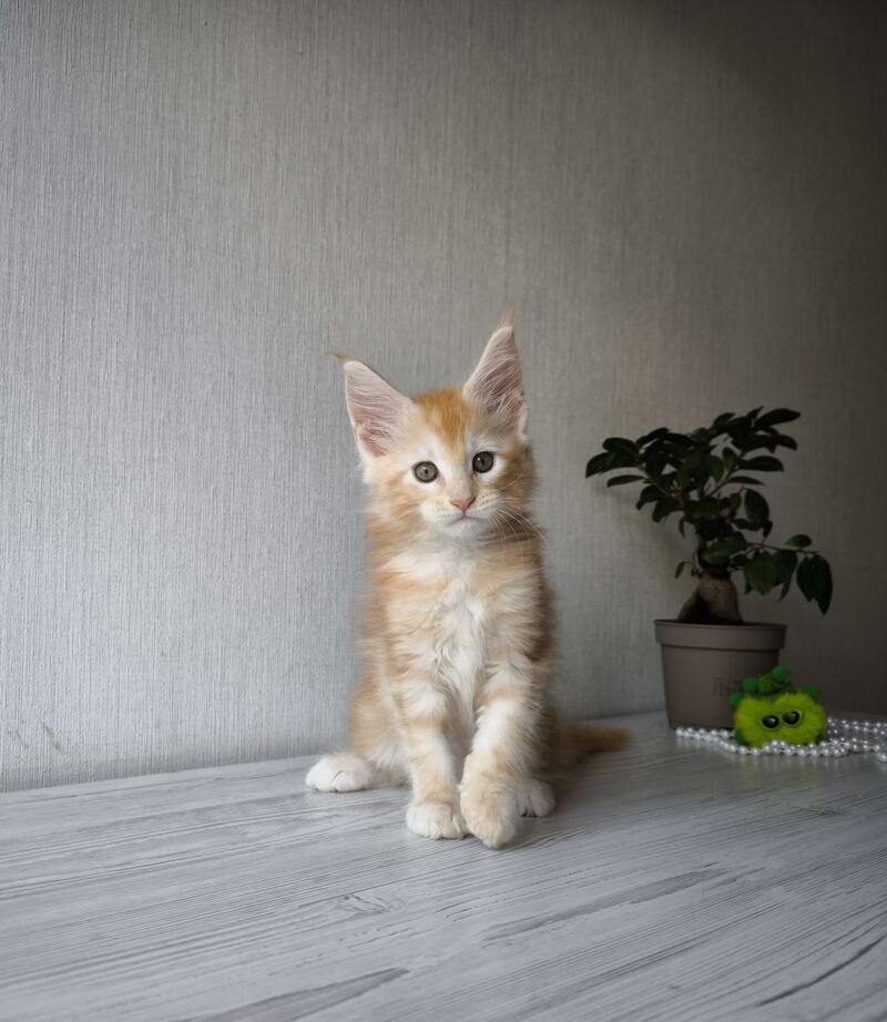 Dark Maine Coon male, red silver tabby