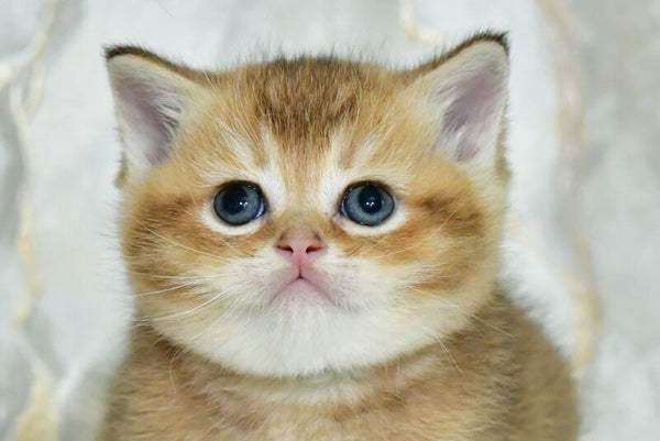 Irakli Scottish Straight male black golden ticked tabby live animals