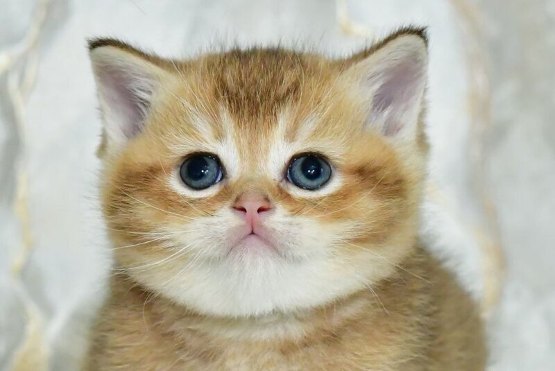 Irakli Scottish Straight male black golden ticked tabby live animals