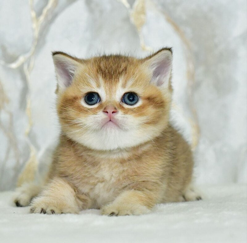 Irakli Scottish Straight male black golden ticked tabby live animals