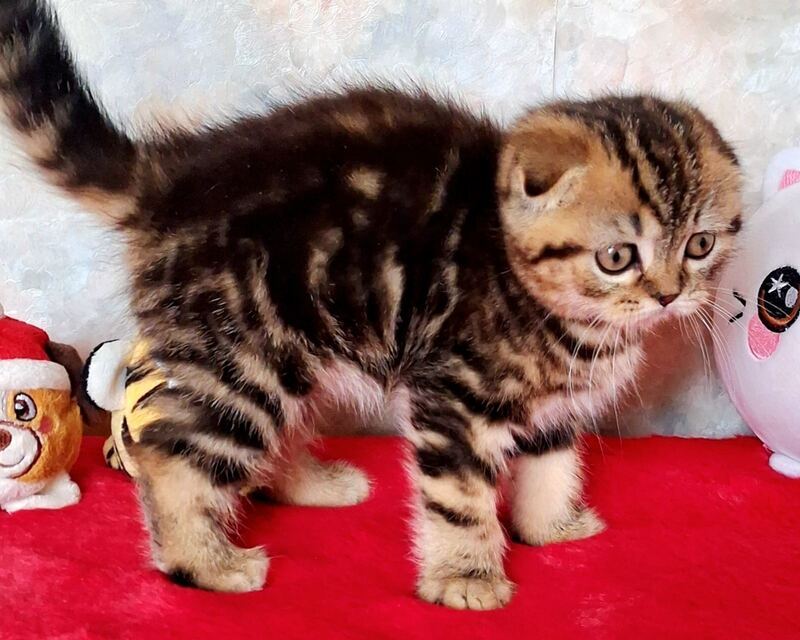 Shakira Scottish Fold female, black tabby