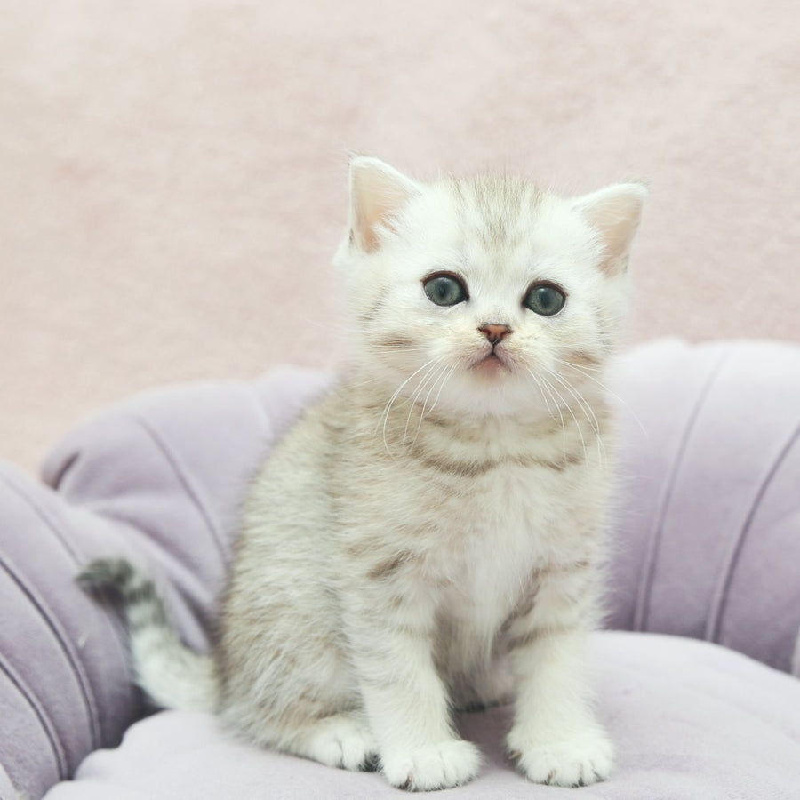 Jumi Scottish Straight female, black silver spotted tabby