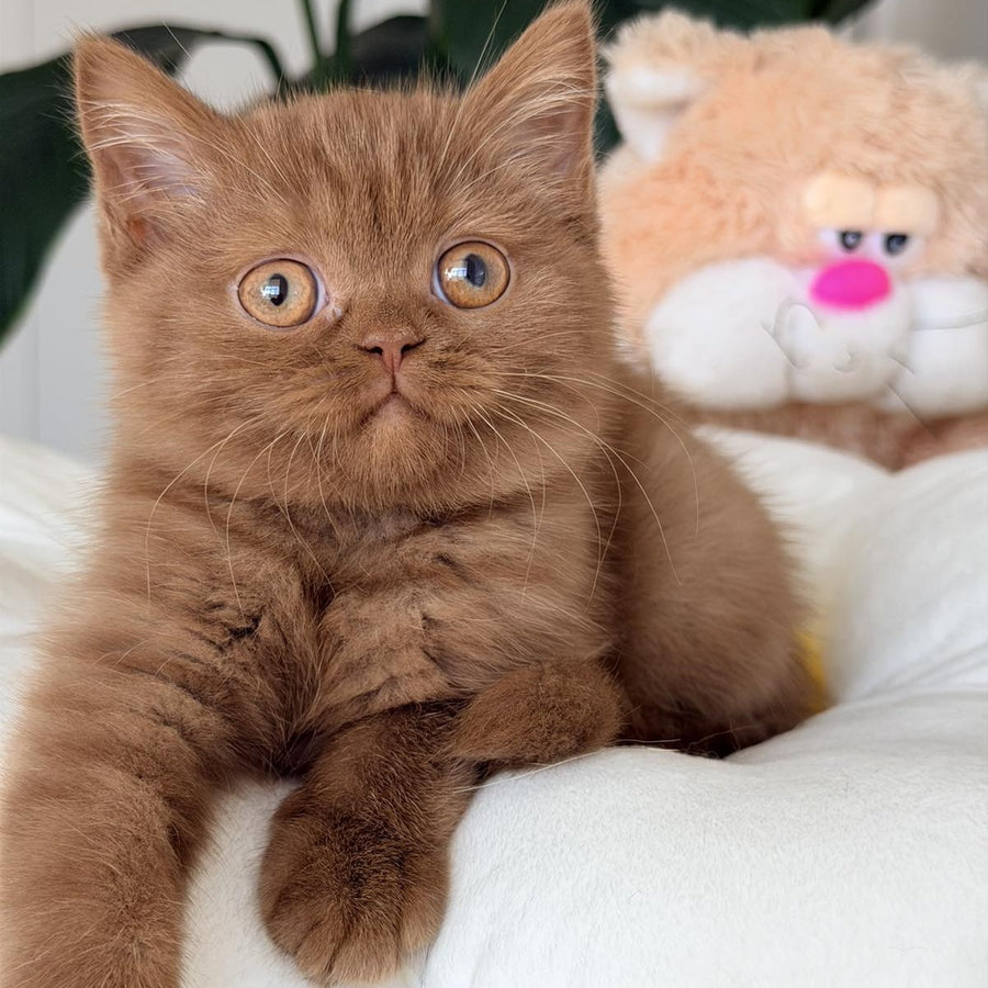 Shelbi British Shorthair female, cinnamon