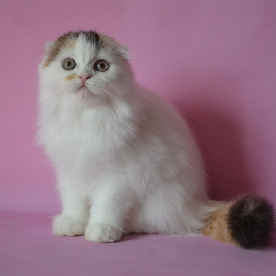 Sofa Scottish Fold female, black tortie van