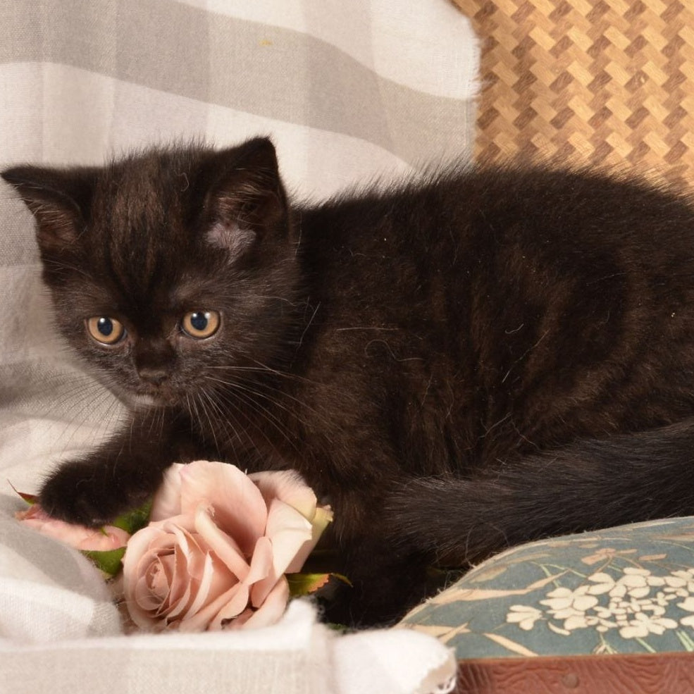 Natan Scottish Straight male, black