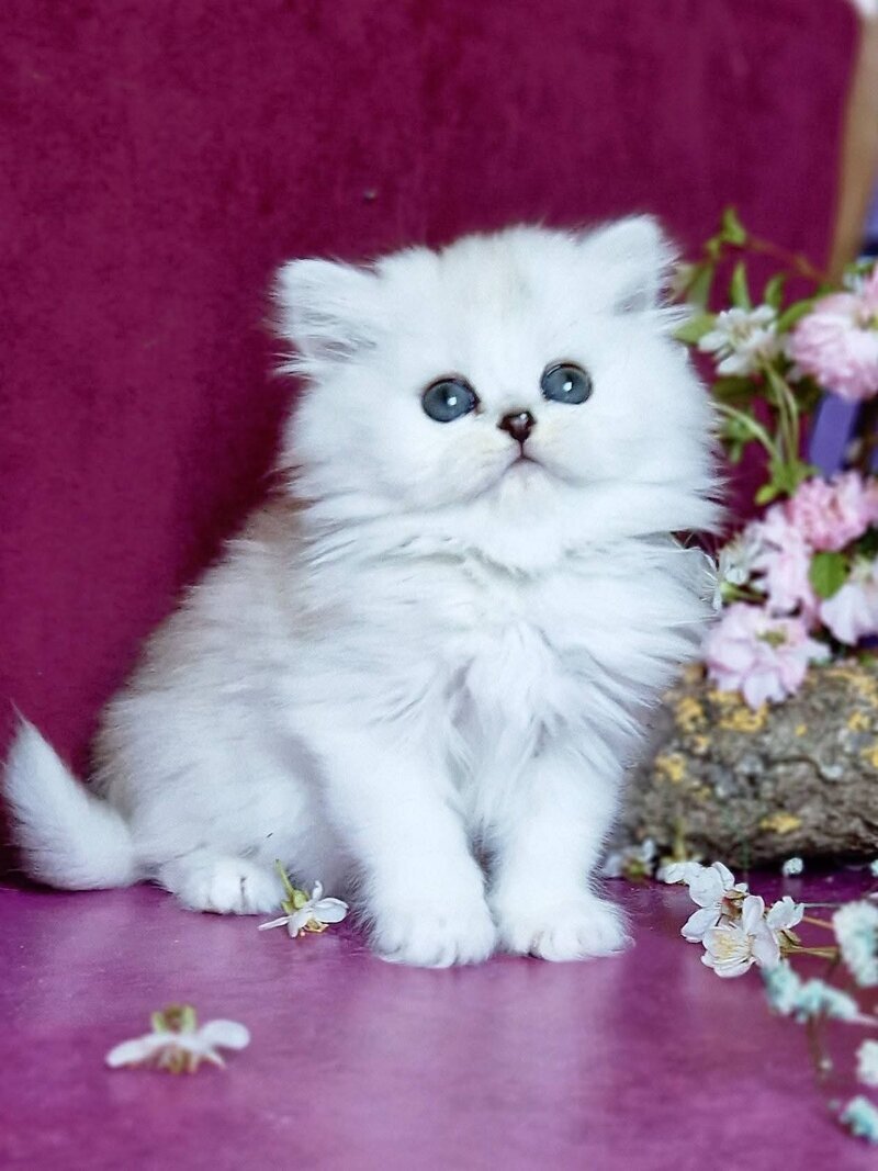 Nettie British Longhair female black silver shaded - live animals