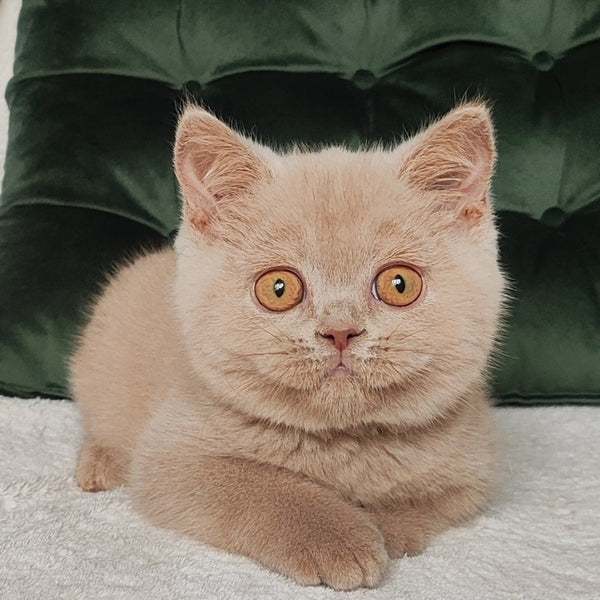 Ukki British Shorthair male, fawn