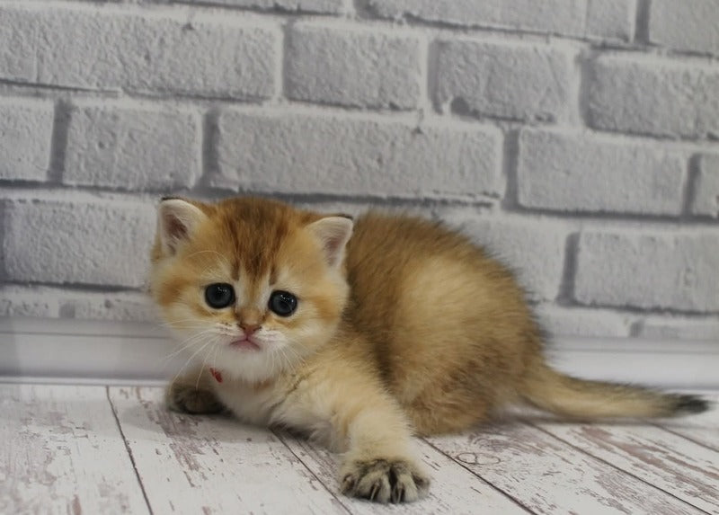 Grey's Scottish Straight female, black golden ticked tabby