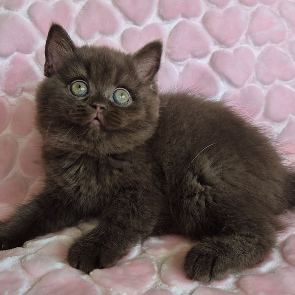 Julia British Shorthair female, chocolate